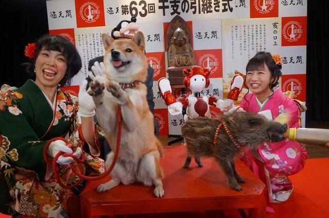 辞狗迎猪, 日本用真动物举行交接仪式, 萌柴犬狂抢镜头