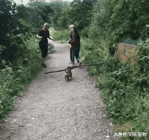 一只非常喜欢收集木棍的狗，每天都会叼木棍回家，看来是想当木匠