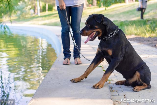 养罗威纳的5种不文明行为，宠主一定要说“不”！