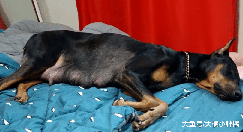 杜宾犬带了几天娃就不想带了，将娃扔给妹妹带，它却躺在床上睡觉