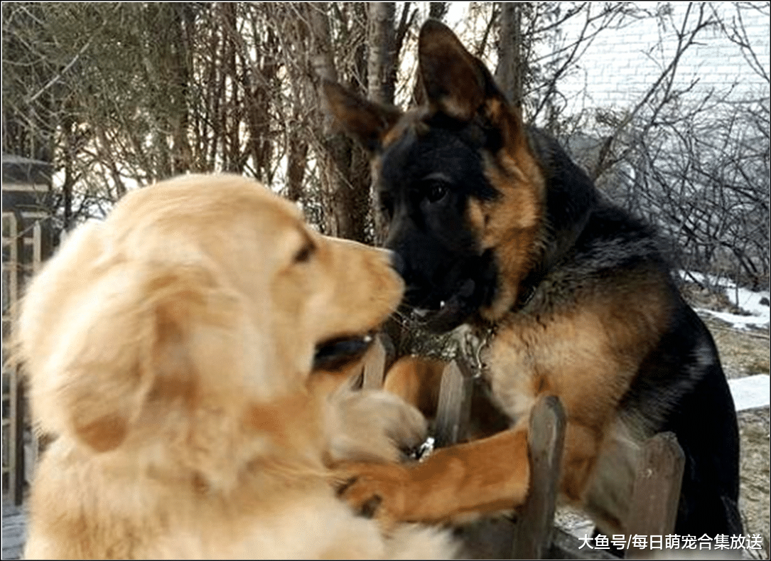 德牧每天都跑出门，主人感觉不对劲，偷偷跟上去瞄了一眼不淡定了