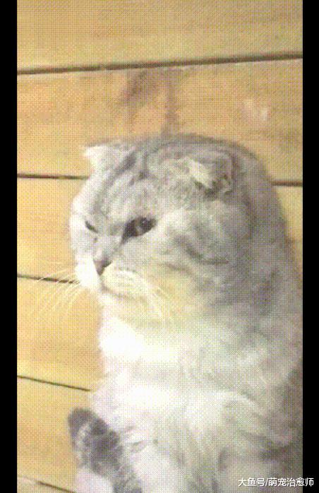 宠物店内一只英短猫始终没人选，看它凶狠模样，就明白怎么回事了