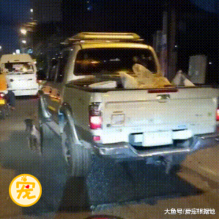 主人搬家遗弃狗狗，狗狗不顾危险疯狂追车，只为主人回心转意
