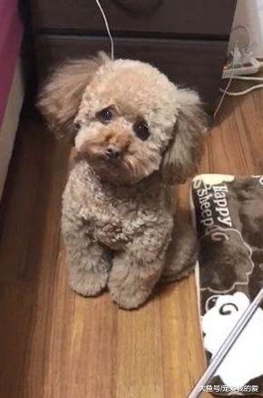 球滚床下了，贵宾竟用爪子给主人指位置捡球...成精了?