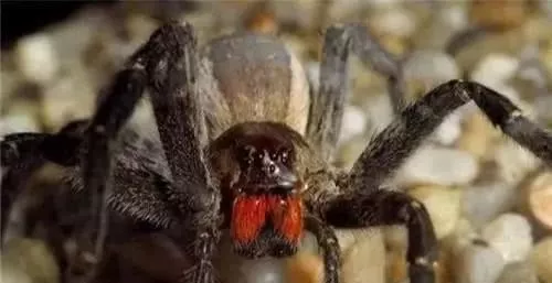 世界上十大最毒生物：欧阳锋来了也得“甘拜下风”