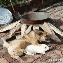 主人要假装要炖狗肉，狗狗竟然这样做，主人瞬间泪崩…