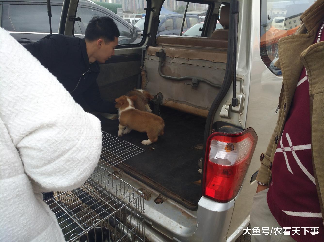 商贩出售柯基幼犬, 因品相不太好, 买主坚持要求降价!
