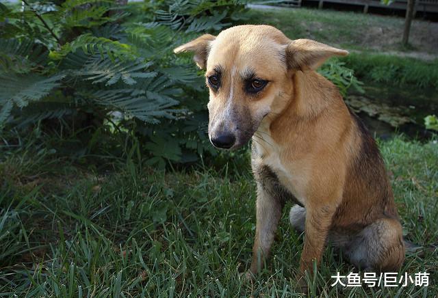 喊了无数次狗狗都无动于衷，可先别急着怪它，可能是你有问题