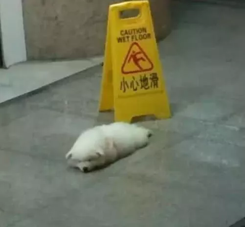 带萨摩耶逛商场，一个转身不见它，回头一看笑得直不起腰