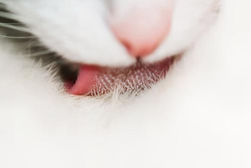 辟谣，猫咪吐舌头可不是散热哦，这很有可能是疾病信号