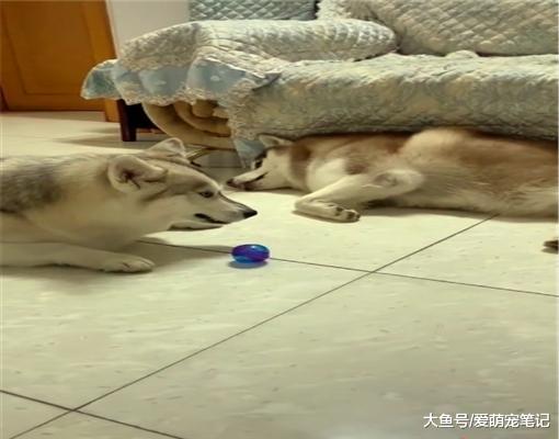 主人养了母犬后，二哈的生活就悲剧了，网友：标准的“妻管严”