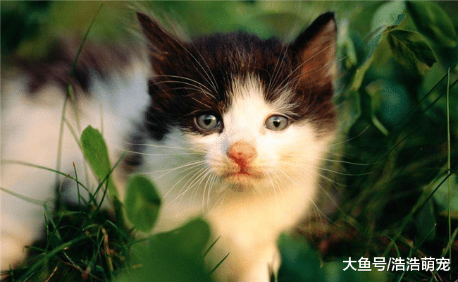 猫咪老是躲着你该咋办? 教你5种方法, 你可以试试