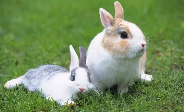 上班族养什么宠物可行性比较高？简述七种适合上班族的宠物