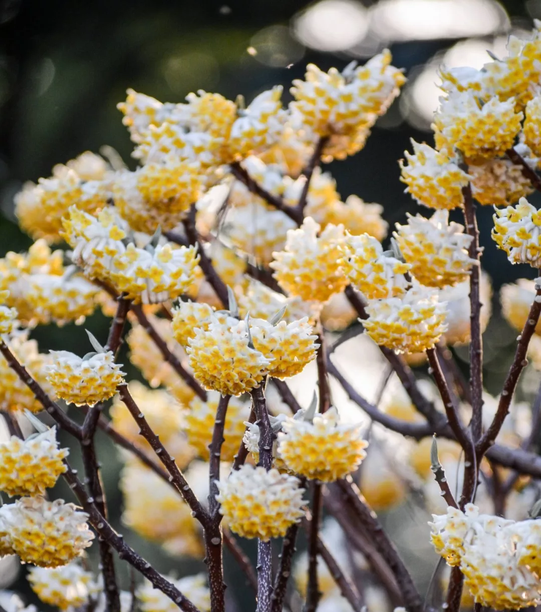 糟心植物大pk，谁是赢家？