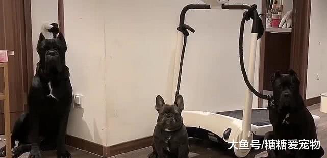 果然拜把兄弟，一起闯祸一起扛，网友：看着不好惹，要不算了吧！