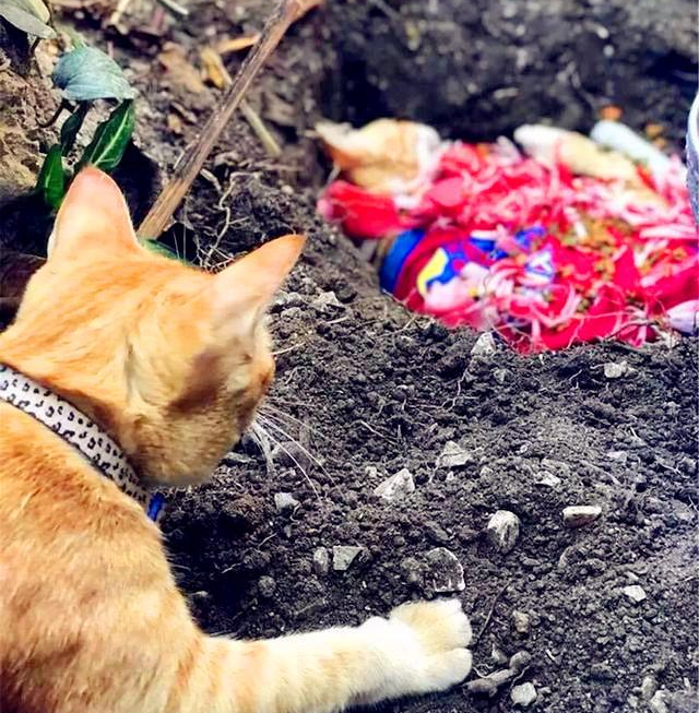 橘猫弟弟因意外去世, 橘猫哥哥每日都在窗口怀念它, 想等它回家