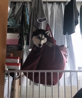 二哈拆家咬坏了化妆品，被主人吊起来“训斥”，狗子：至于吗？