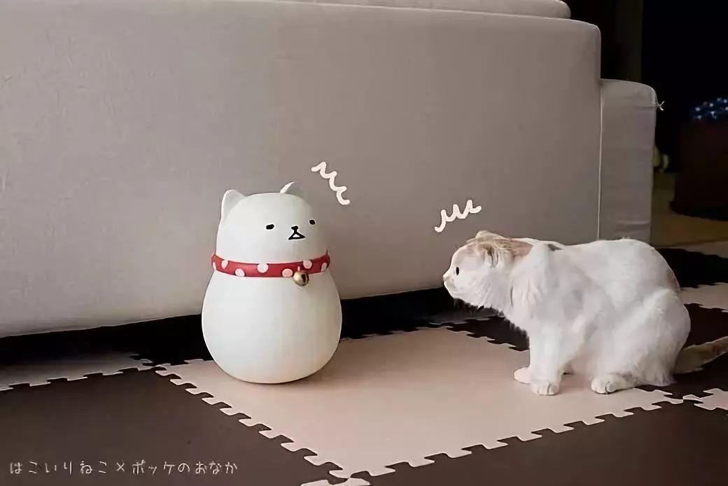 家庭主妇随手拍猫喝水, 居然一下子成了网红!