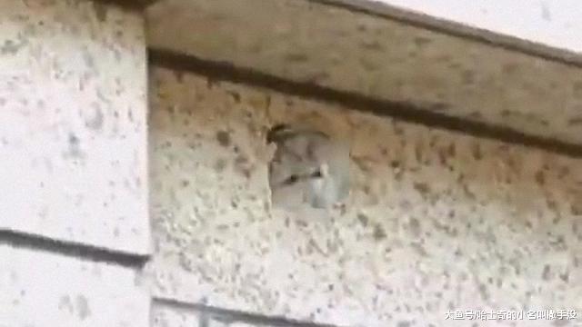 还要啥监控啊，有这只猫就够了，胆小的人立马就被吓走了