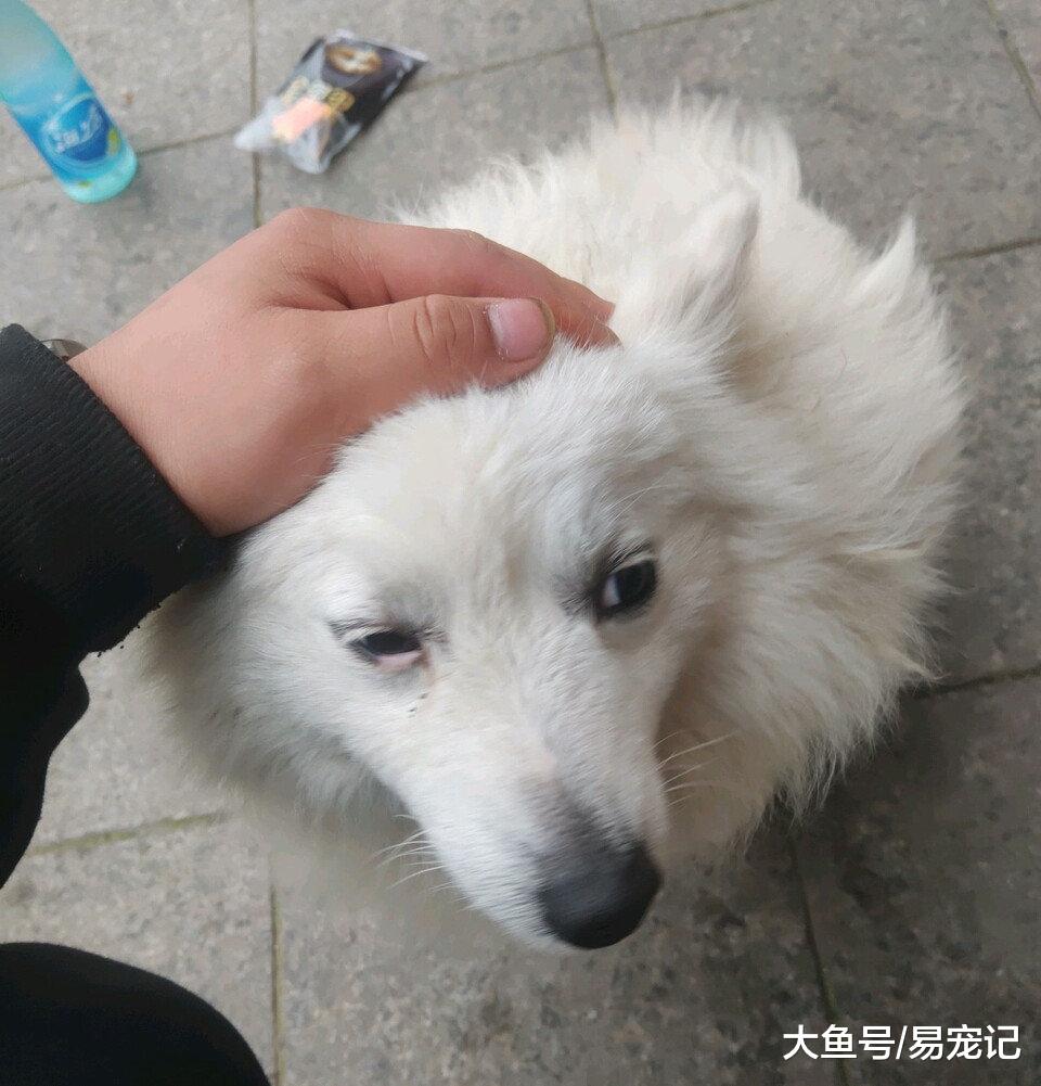 瘸腿流浪狗治好后，弃主而去，这世界难道狗狗都学精了？