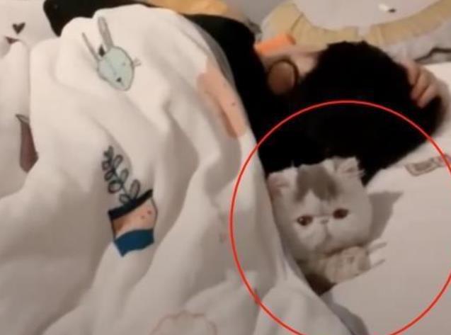 小主人沒寫完作業被媽媽教訓，加菲貓的反應亮了，笑哭主人