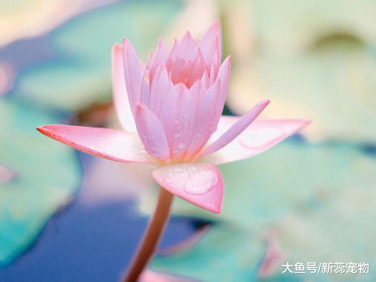 十月上旬，桃花芬芳前缘未忘，再牵旧爱不相离的星座，痴心又专一