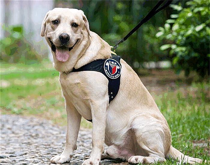 合肥首只导盲犬上公交受委屈，宠物犬与工作犬的区别你知道多少？