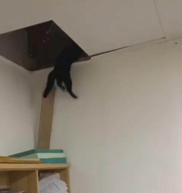 流浪猫疑似误闯民宅，跑酷一遍把天花板通通拆光，主人崩溃