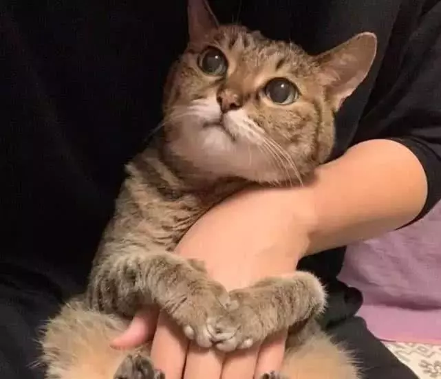 让宠物店老板帮忙找一只粘人的猫咪！这算不算挖坑自己跳？