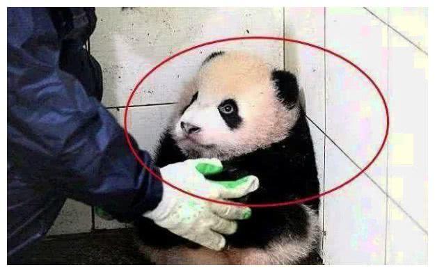 最委屈的熊猫，在线卖萌，惹得全网为它打抱不平