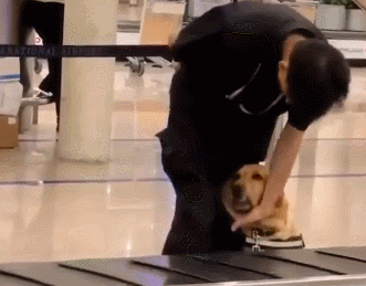 狗狗发现行李异常，立刻坐下提醒搭档：这个包有问题