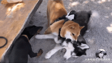 二哈总喜欢欺负别人，这回却撞上了“猛犬”，脸都被它丢了