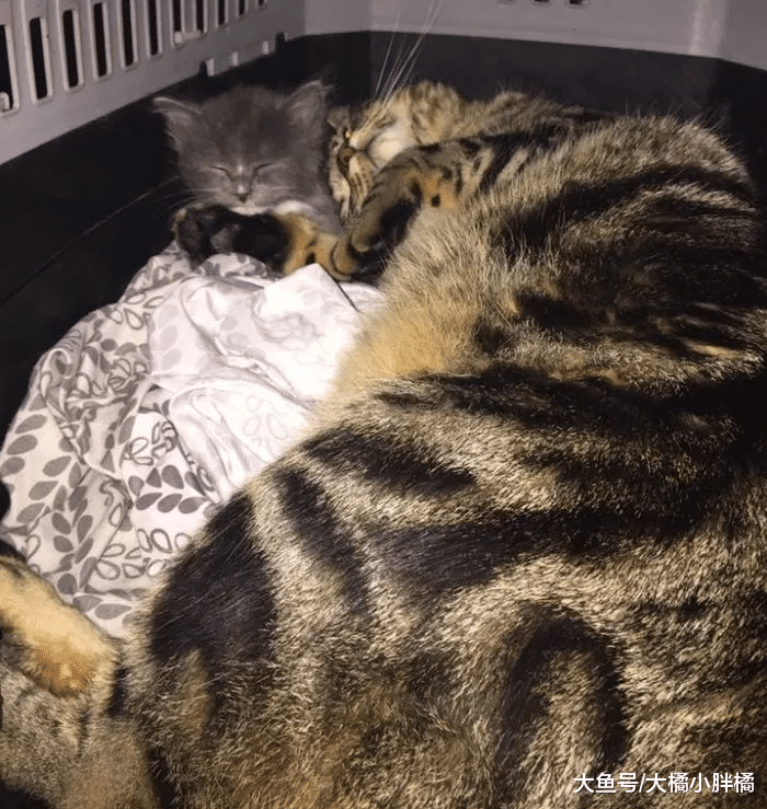 小猫害怕治疗，另一只猫主动上前安慰，从此结下彼此一生的缘分