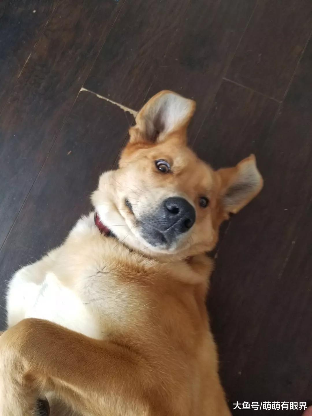 指望狗子长大有出息可以看家护院了，没想到却轻而易举被贼收买