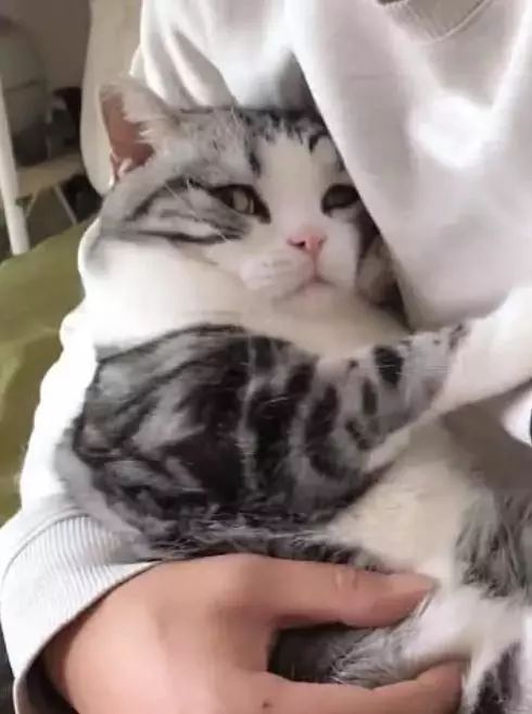 男友天天和小猫在一起，躺在男友怀里的猫咪，骄傲的看着女友