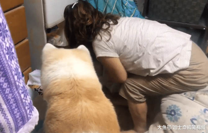 秋田犬半夜来找主人，一声不吭就摇尾巴，明白原因后主人笑了
