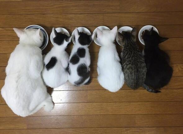 猫咪怀孕了，铲屎官们应该如何帮助猫咪待产？