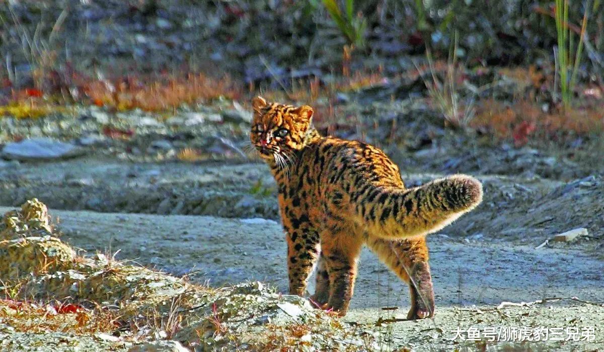 “驼背”的猫科动物，看起来不大，却跟老虎一样凶