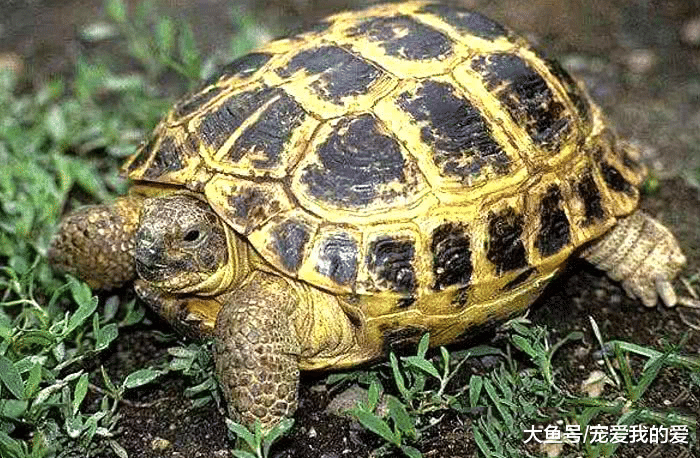 终身在荒蛮之地生活，有着“龟中之宝”的美誉，却一生都未曾下过水