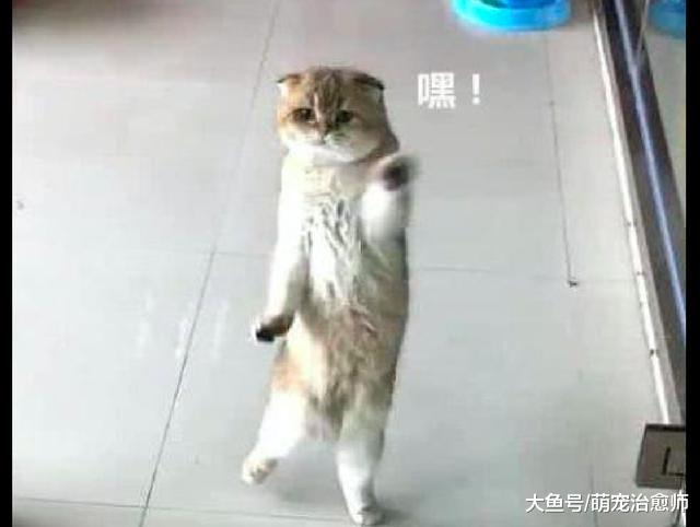 猫咪趴在玻璃门上，左右来回的挪动，这是在跳舞吗，太妖娆了吧！