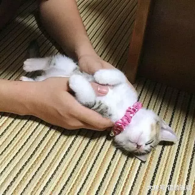 小奶猫被主人抚摸了几下，就仰着头睡着了！太可爱，真想偷偷抱走