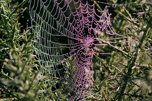 雾和雾摄影技巧, 有雾和朦胧的条件对摄影来说非常有用