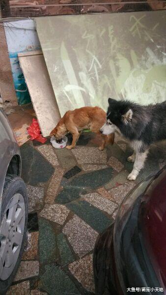 路边发现流浪汪，超暖网友想尽办法骗它回家的暖心过程人超感动