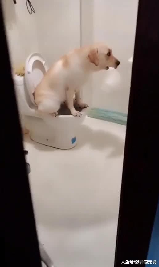 半夜上厕所发现灯还亮着，打开一看直接傻眼，网友：简直成精了！