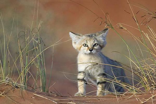 全球10大被禁养的猫科动物，第七号称行走的表情包，你知道几个？