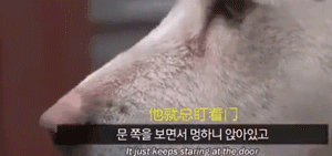 真实版“忠犬八公”：我用尽全身力气，只为再见你一面…