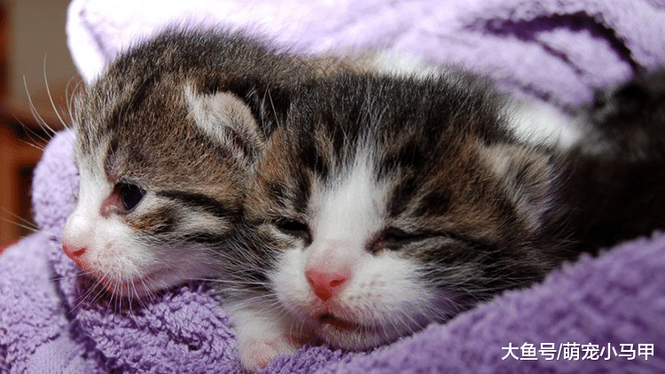 新猫初到家，如何让它快速融入家居生活