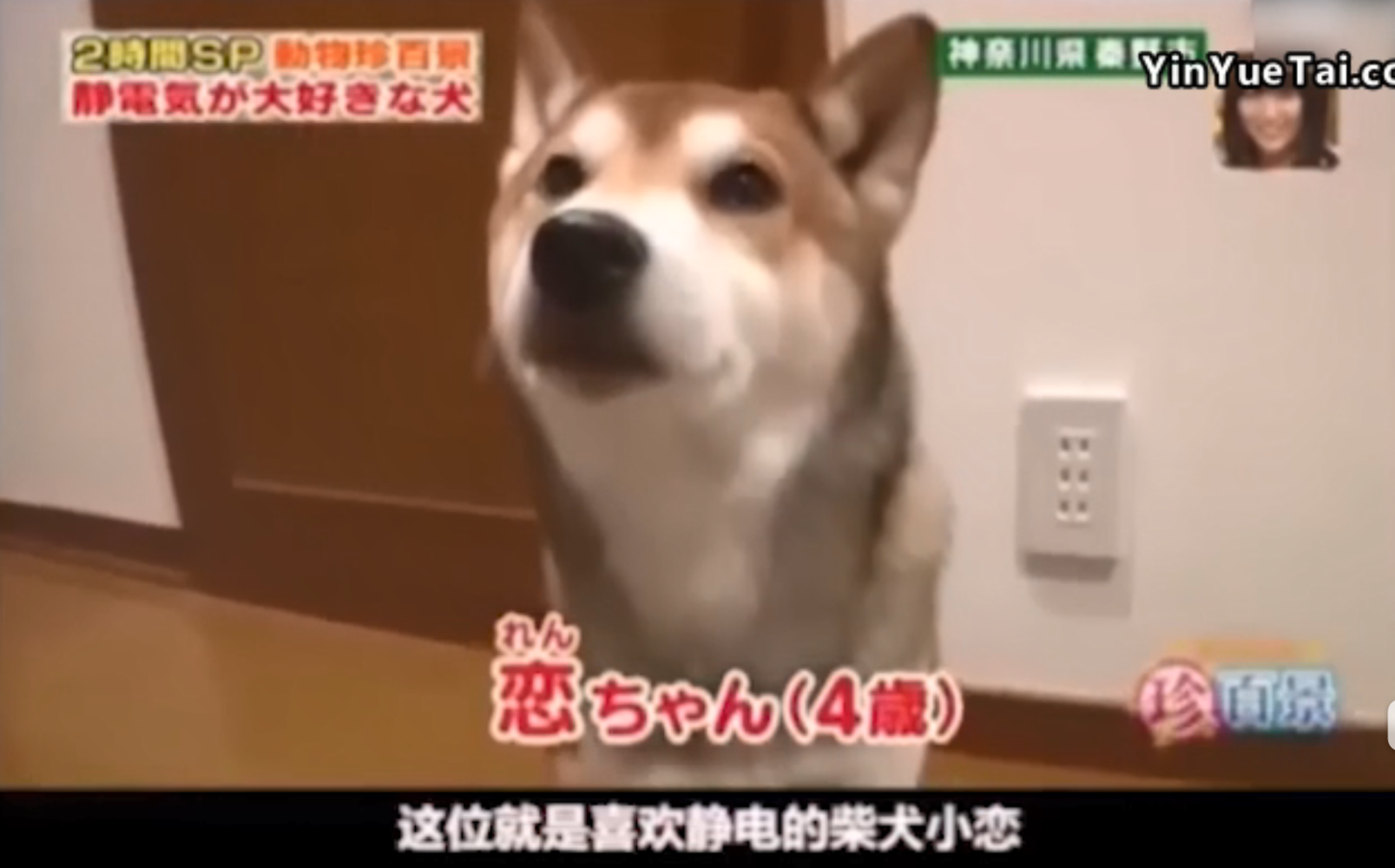 在日本虐狗违法，可狗狗自己追求刺激，摩擦起电，主人根本拦不住