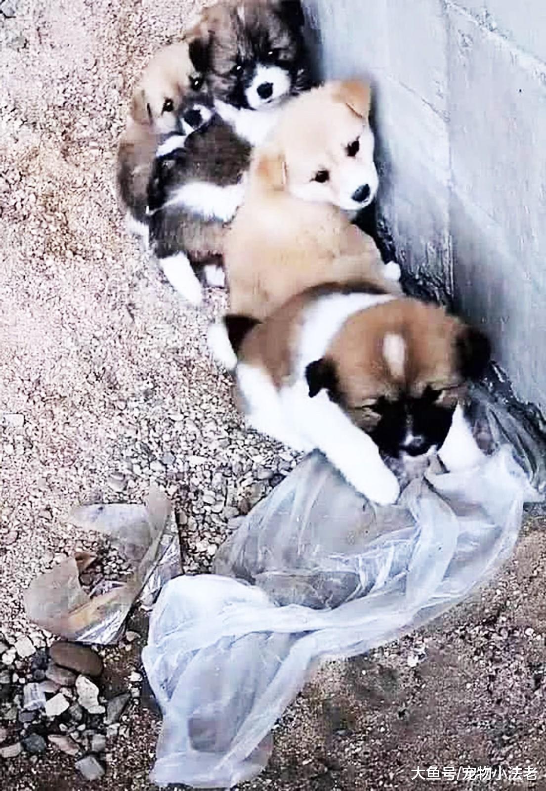 女子发现桥下有5只流浪小狗，当走近看清它们时，女子哭了！