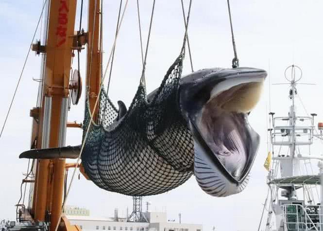 日本捕鲸船3个月捕获1430吨鲸鱼，鲸肉鲸牙鲸骨价值不菲